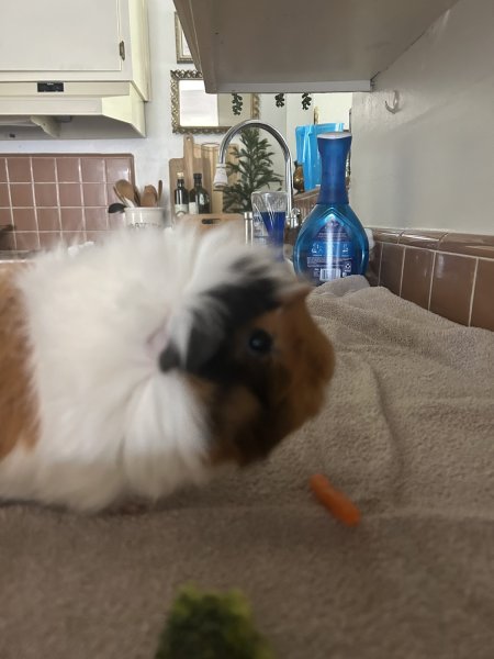 2 Bonded Female Guinea pigs - 3 &amp;amp; 4 years old