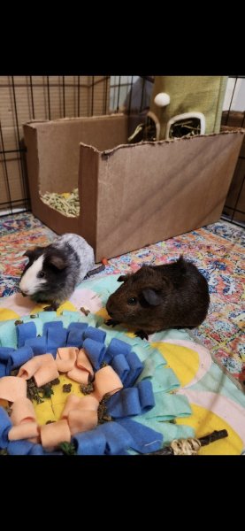 2 female guinea pigs,adopt as individuals or