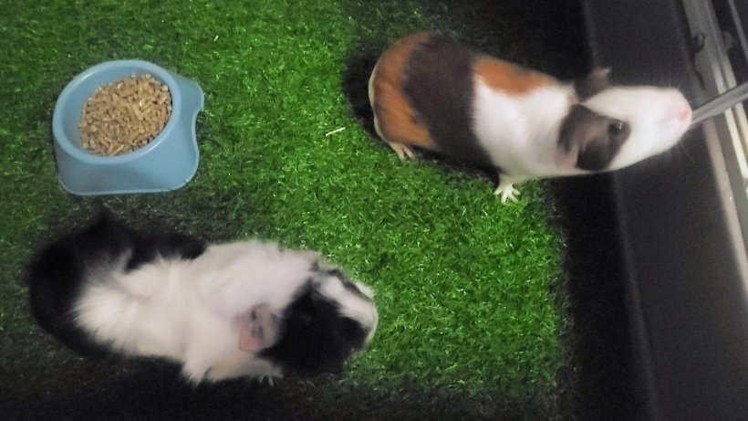 2 cute female Guinea Pigs plus cage