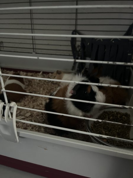 Female Guinea Pigs Looking for a New Home