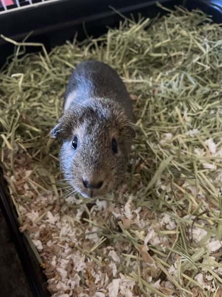 Female Guinea Pig (Cabbage)