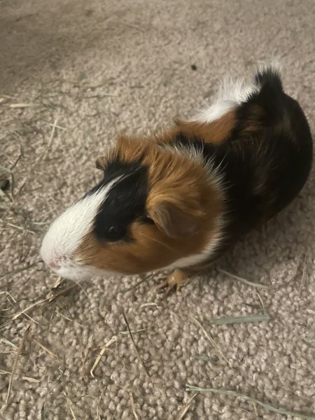 Sister Guinea Pig Duo