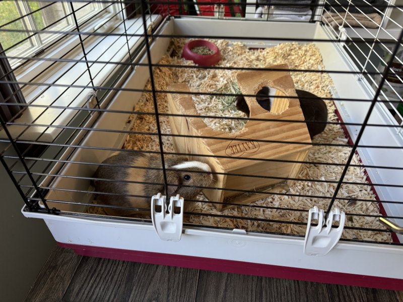 2 wonderful guinea pigs for adoption