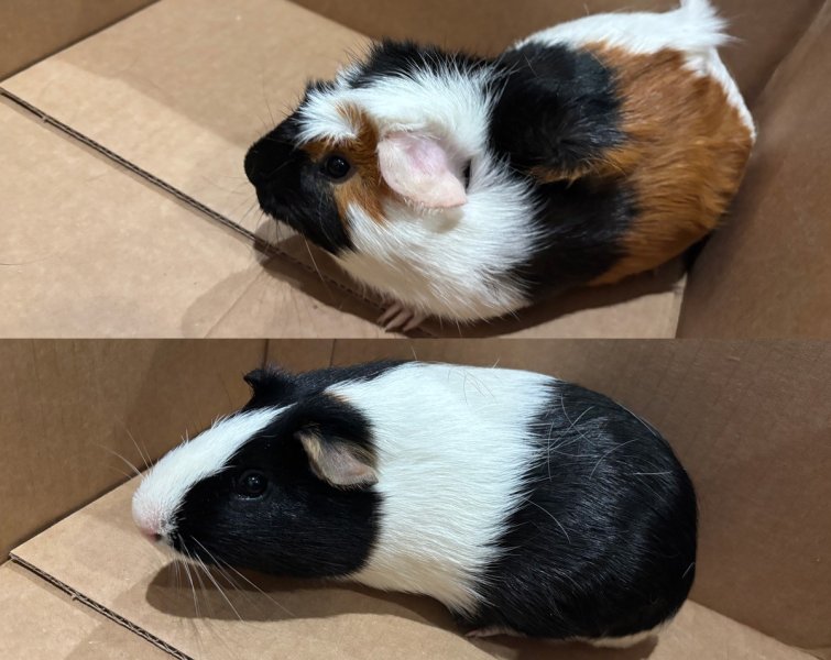 Caramel and Orea: 8 month Old Males
