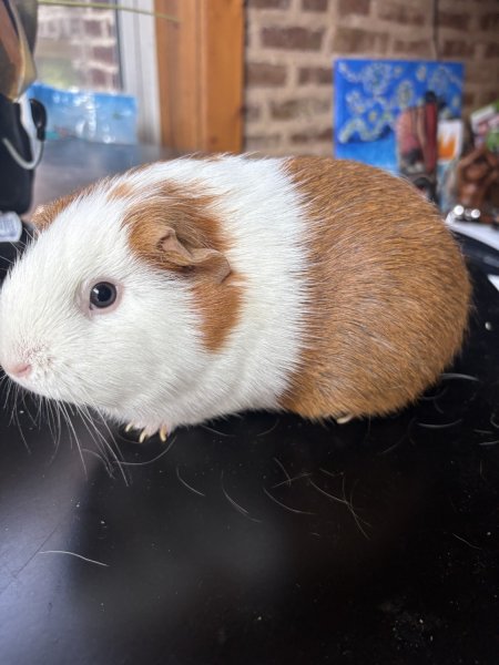 Two healthy adult guinea pigs