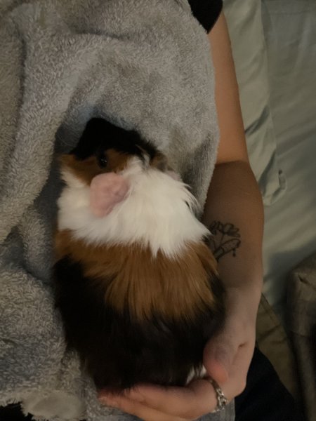 GUINEA NEEDS FRIENDS