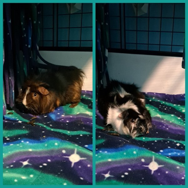 Sweet brothers need new loving home