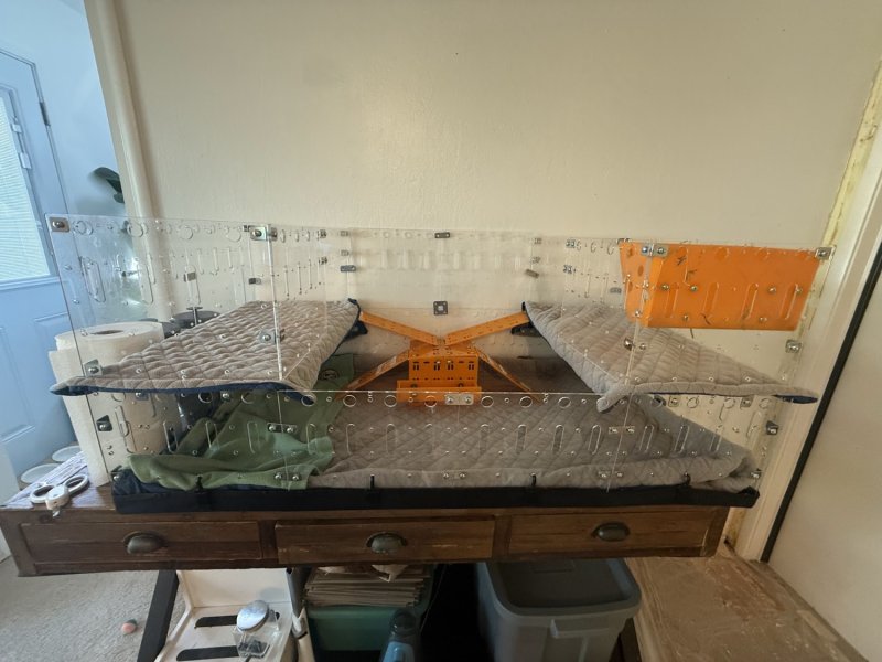 3 Happy Male Guineas