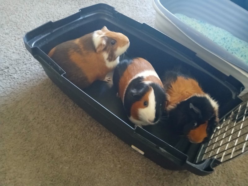 3 Female guinea pigs
