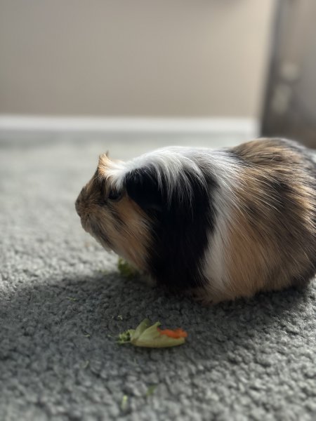 Baby Guinea Pigs up for Adoption near Philly!