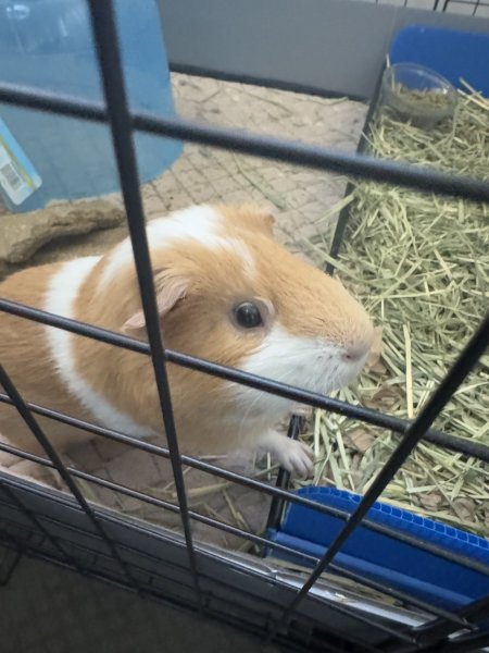 Adorable Guinea Pig Brothers ??