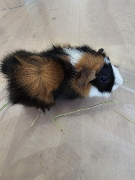 Female guinea pig