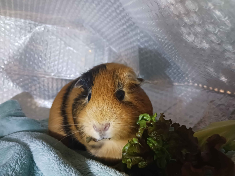 Eclipse, 14 months, good with people