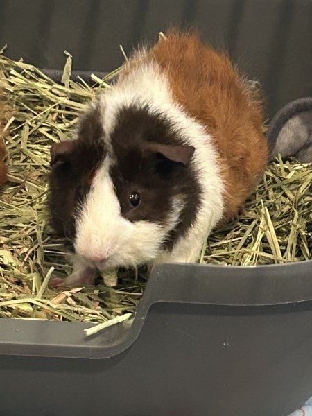 Two young male guinea pigs for rehoming