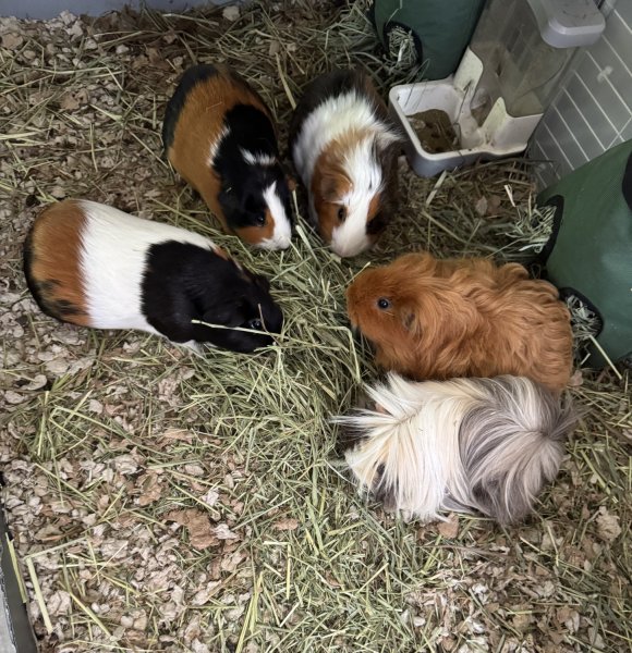 5 Beautiful Bonded Females For Adoption!