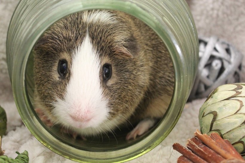 Bellevue Cavy Critters Adoption Center