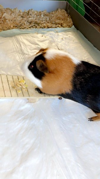 I have 2 Guinea pigs I need to rehome