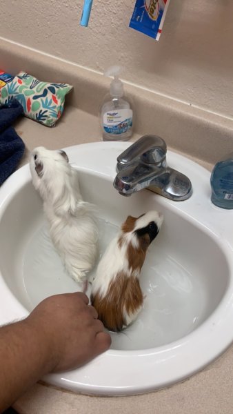 Two female Guinea pigs