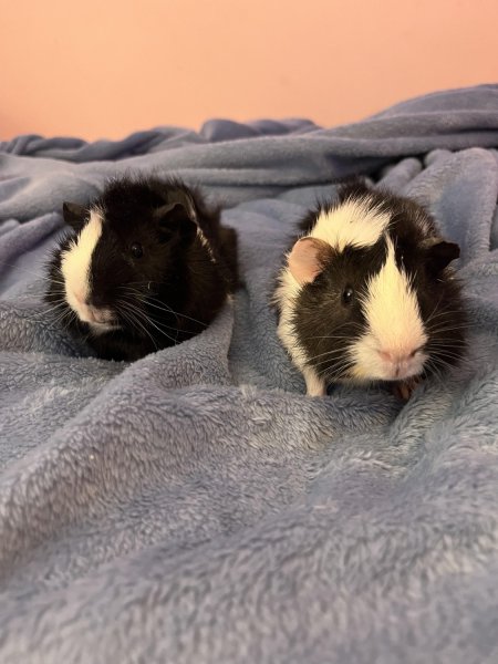 Two Young Male Bonded Guinea Pigs