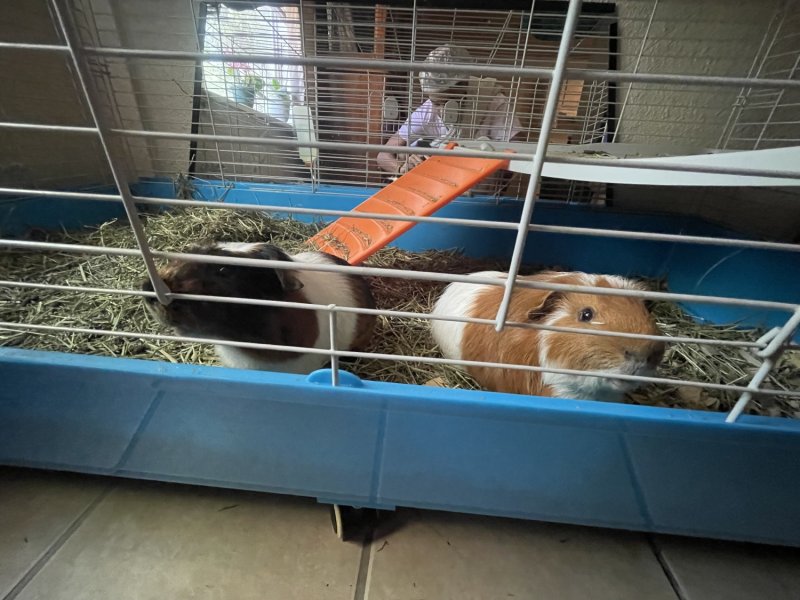 2 male guinea pigs with cage