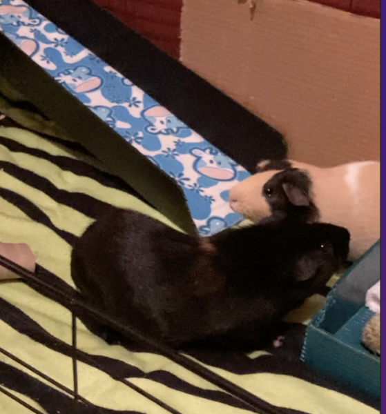 Two bonded male guinea pigs, Ruby and Rudder