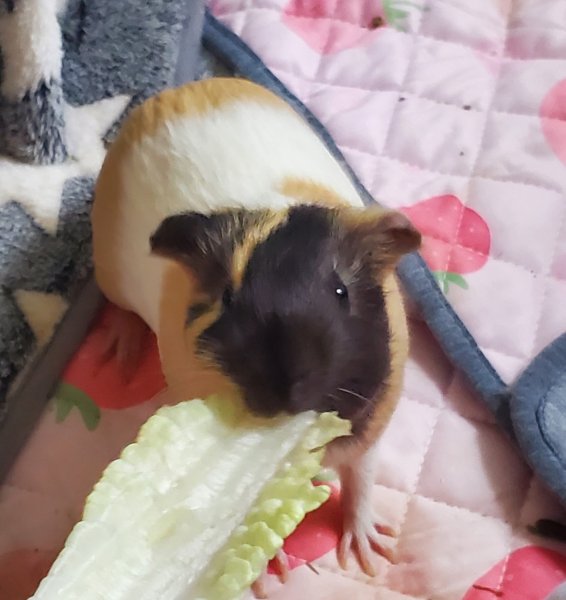 Rehoming 2 female 1 year old guinea pigs