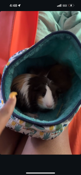 5&amp;amp;6 month guinea pigs!