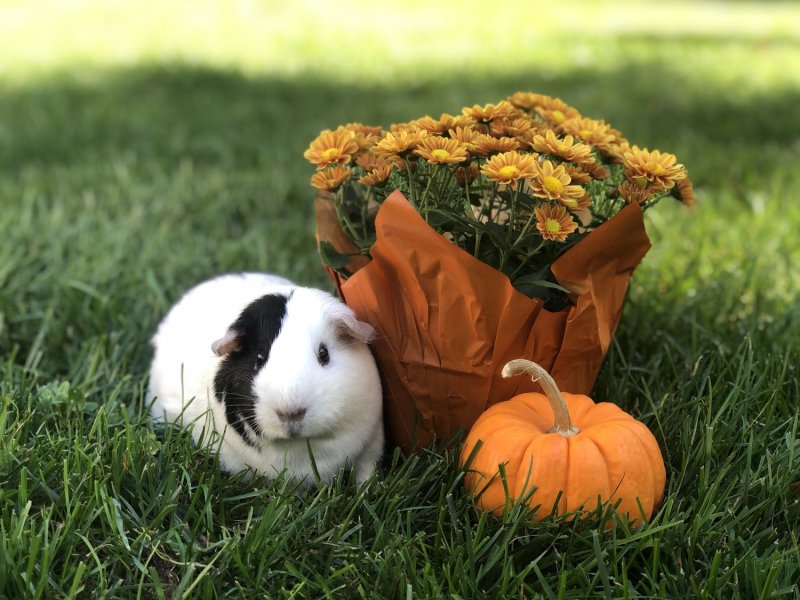 3 5-year old G-Pigs looking for a new home