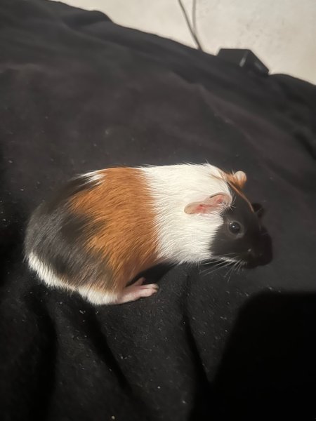 Rehoming baby Guinea Pig(3weeks)