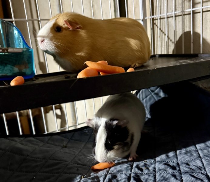 Meet Oreo and Cinnamon