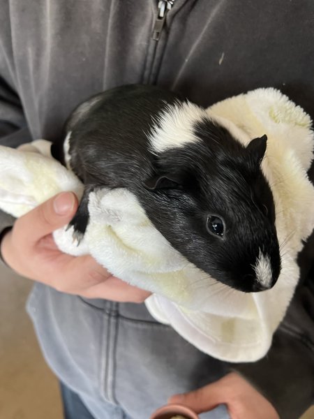 Adorable Sister Guineas Looking To Rehome