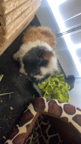 3 long hair guinea pigs