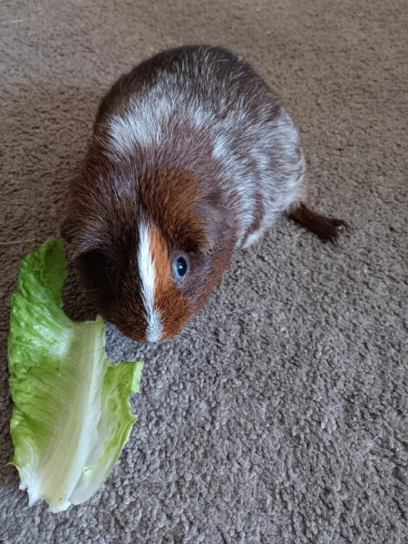 3 Guinea Pigs Looking for a New Home