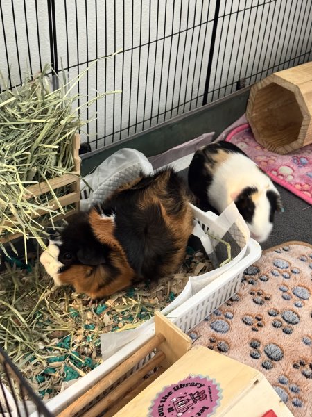 2 Cute Females Looking for A New Home