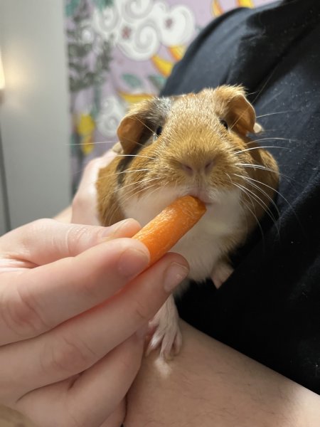 Mini herd (6 bonded females, can pair off)