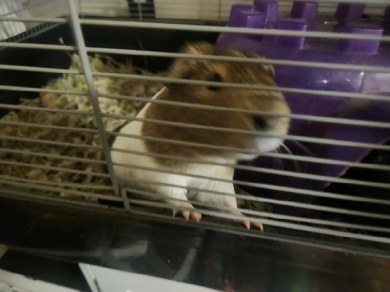 Guinea Pig Trio in Colonial Heights VA