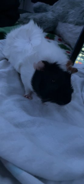 Rehome Dior