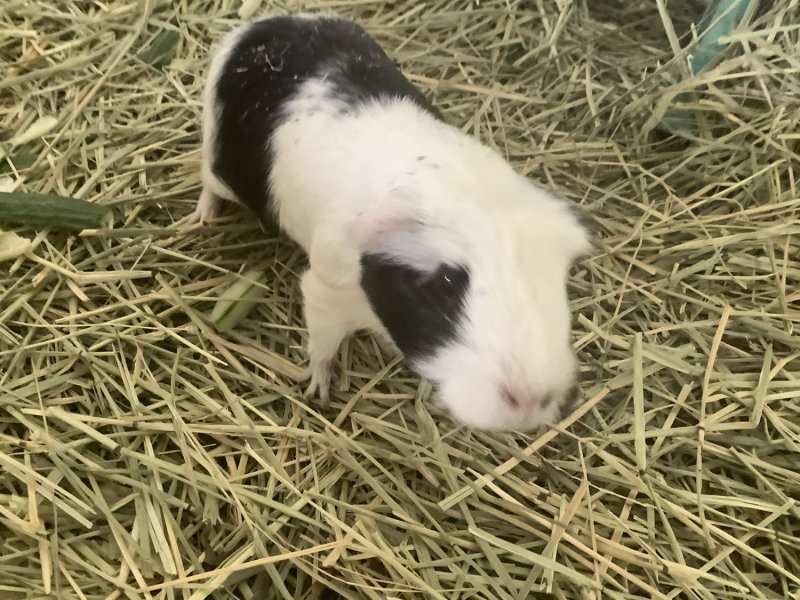 2 Female Guinea Pigs searching for a new home