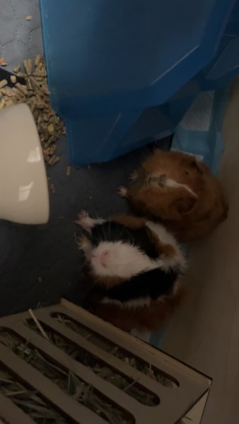 2 sets of 2 paired male Guinea pigs