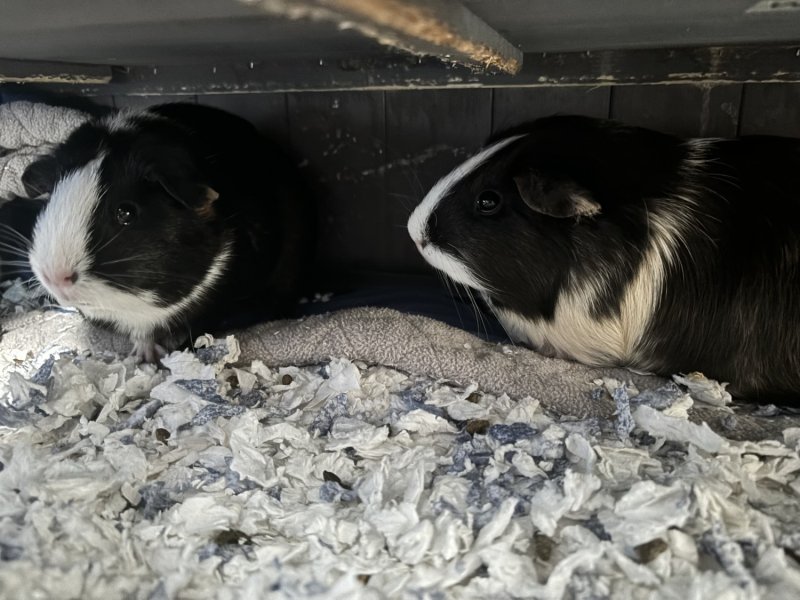 Sweetest Guinea Pig sisters