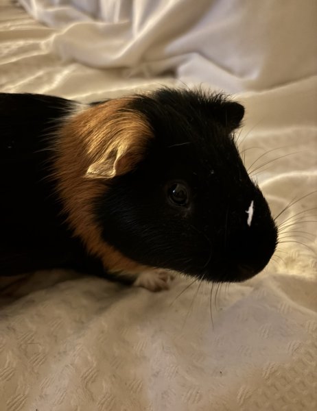 One male guinea pig