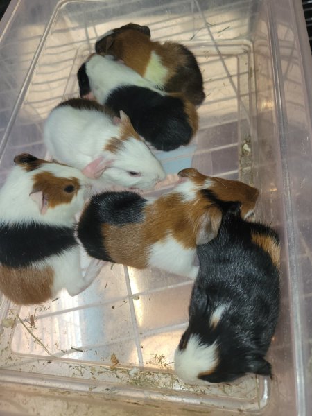 Baby guinea pigs,  tri colors