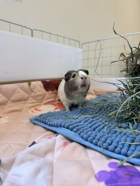 2 Female Guinea Pigs