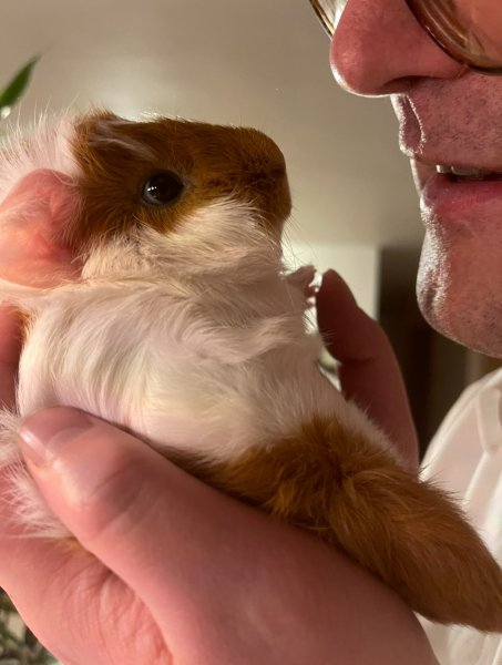Beautiful and Kind Female Guinea Pig