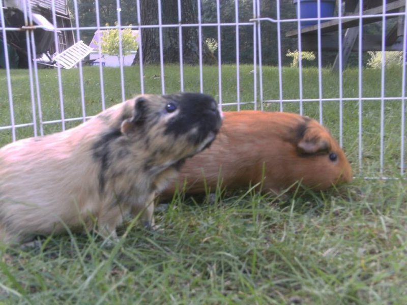 Wheeker&#039;s Guinea Pig Rescue