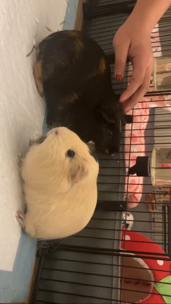 Rehoming 2 Guinea Pigs