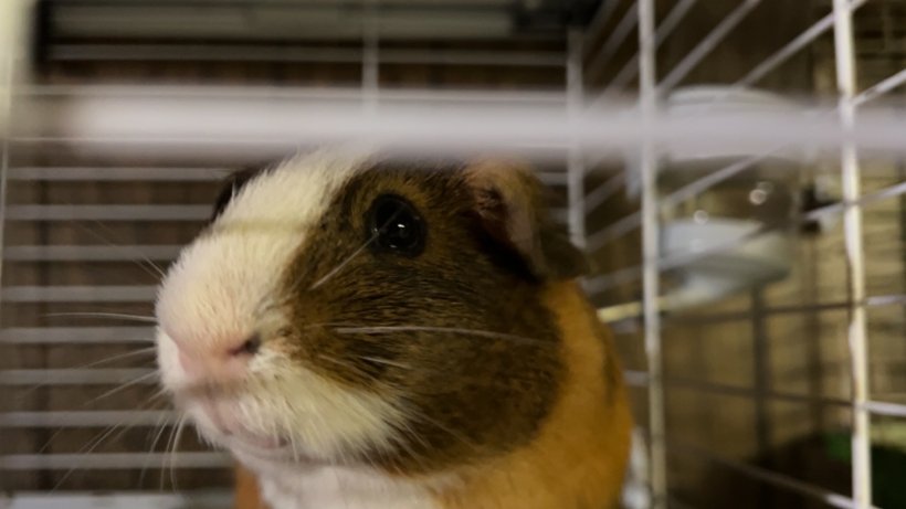 Male Guinea pigs not bonded with accessories