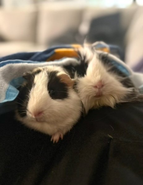 2 Male Guinea Pigs, bonded, 1 LH, 1 SH