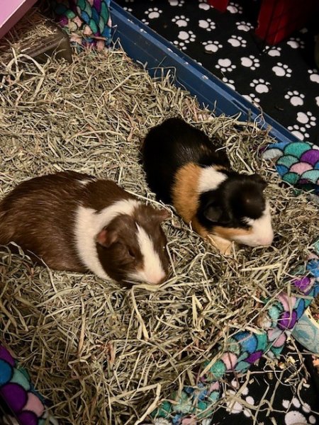 Sweet and Loving Guinea Pig Hercules