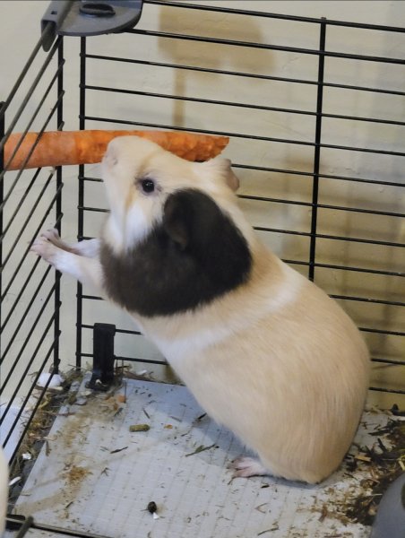 Two Quiet Male Guinea Pigs